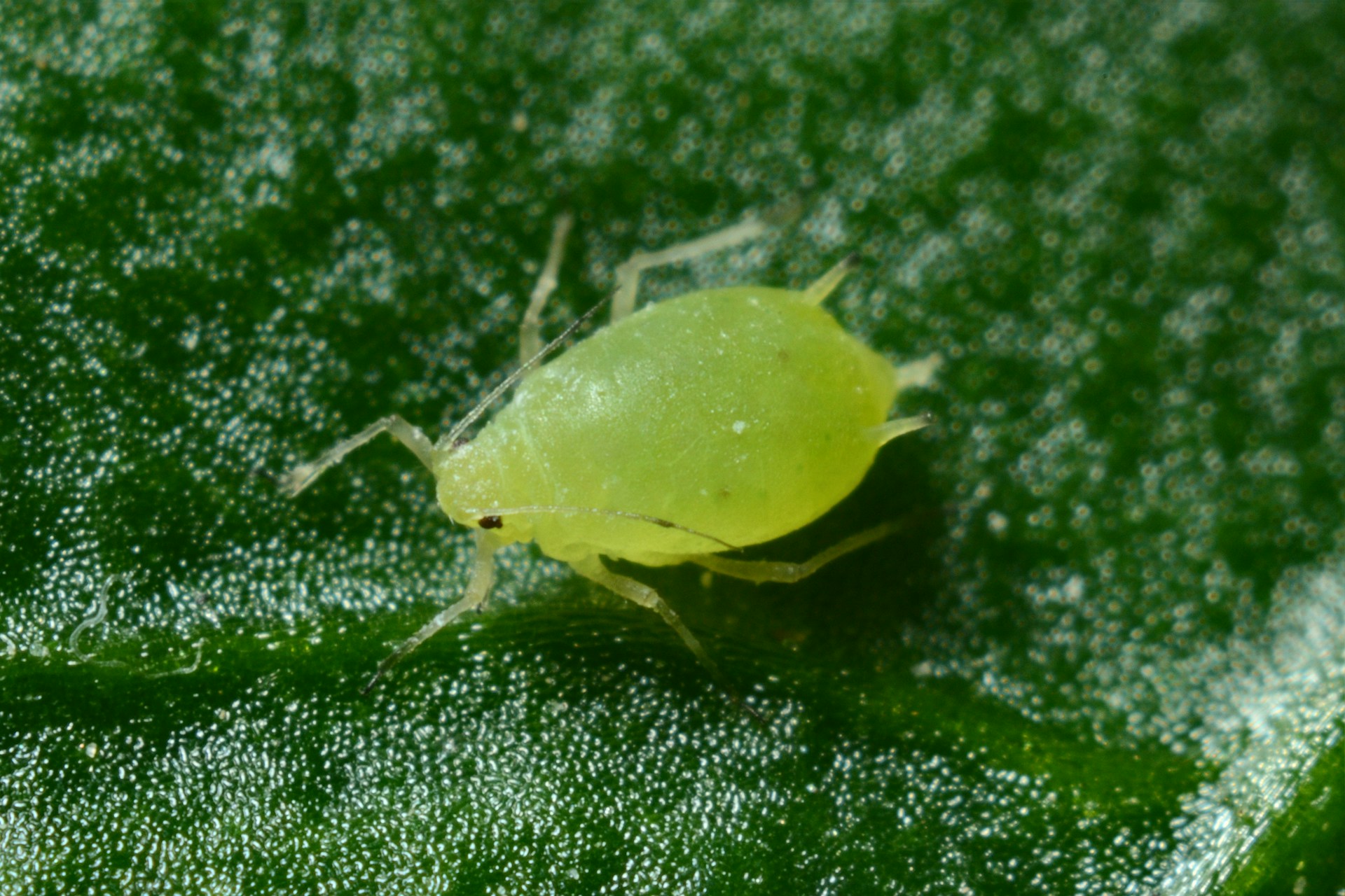 Aphids Free Garden: Sustainable Solution