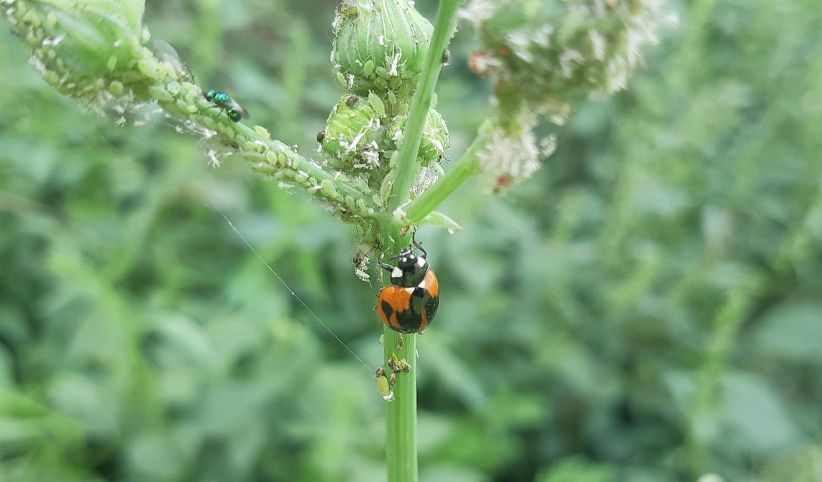 Natural Predators: Guardians of the garden