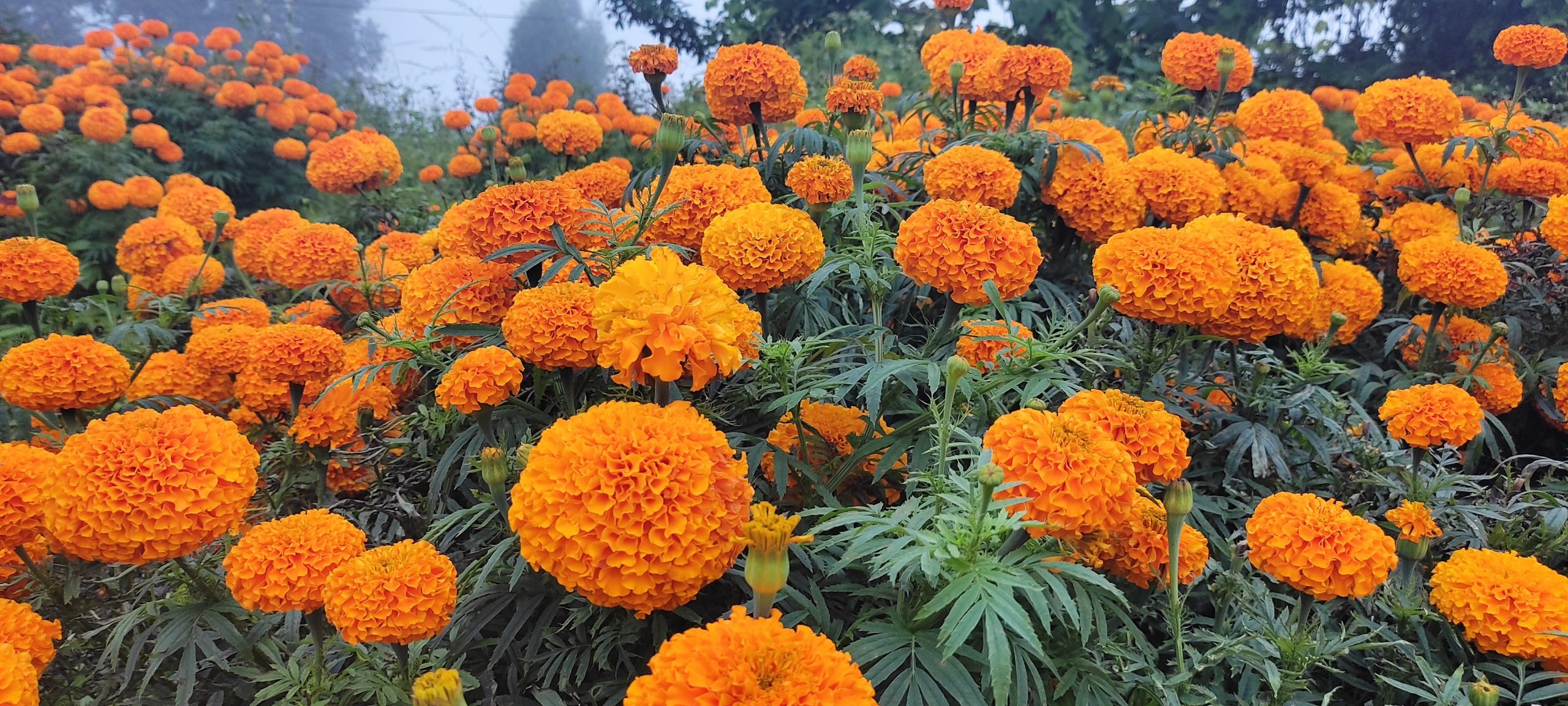 Marigold Seed: Grow sunshine in your garden