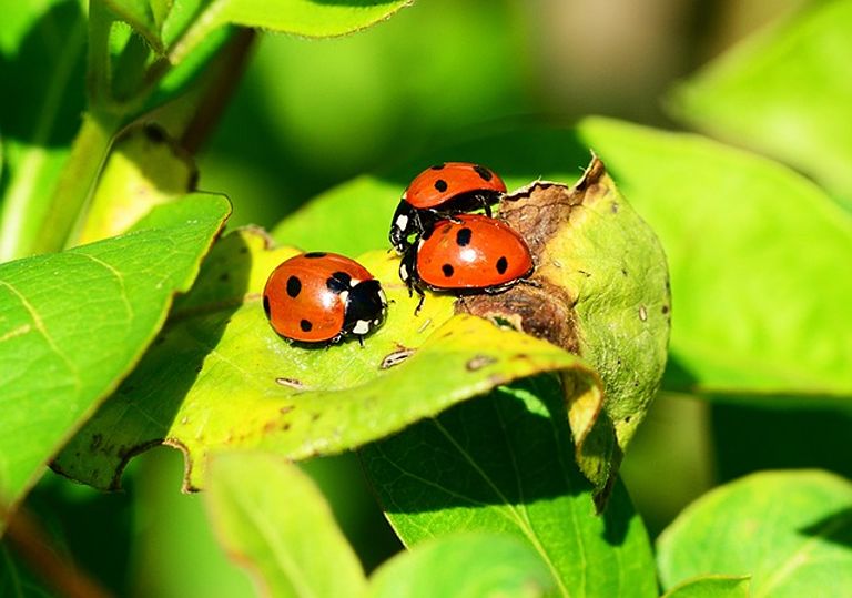 Ladybugs: Tiny Predators with a Big Appetite